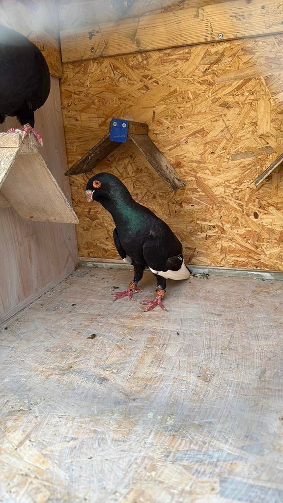 Mooie koppel syriesche duiven te koop, Dieren en Toebehoren, Vogels | Duiven, Meerdere dieren, Overige soorten