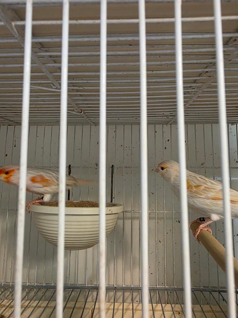 Kopples te koop, Dieren en Toebehoren, Mannelijk, Kleurkanarie