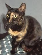 2 zeer lieve meisjes, ong 7 mnd./gesterilis/chip/ingeent, Poes, Kortharig, 0 tot 2 jaar