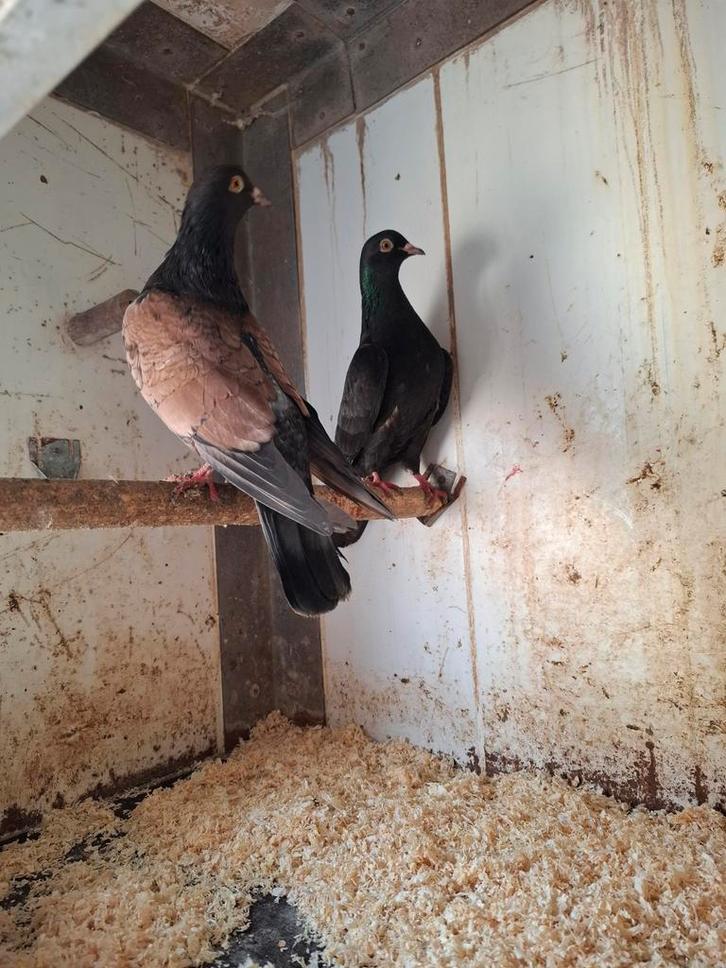 3 koppels sierduiven, Dieren en Toebehoren, Vogels | Duiven, Overige soorten, Meerdere dieren