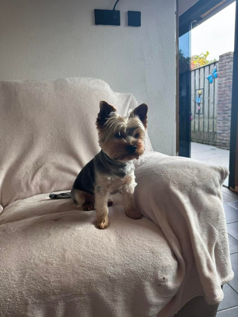 Max is op zoek naar het kleine meisje., Overige rassen, Teef, Parvo, Eén hond