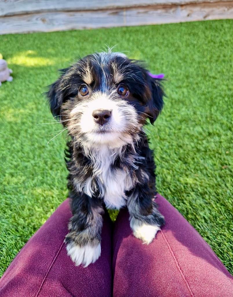 Boomer pups, Parvo, Nederland, Overige rassen, 8 tot 15 weken