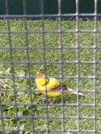 kanaries, Dieren en Toebehoren, Meerdere dieren, Zangkanarie
