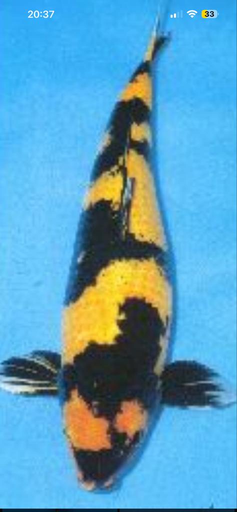 Koi gezocht, Karper of Koi