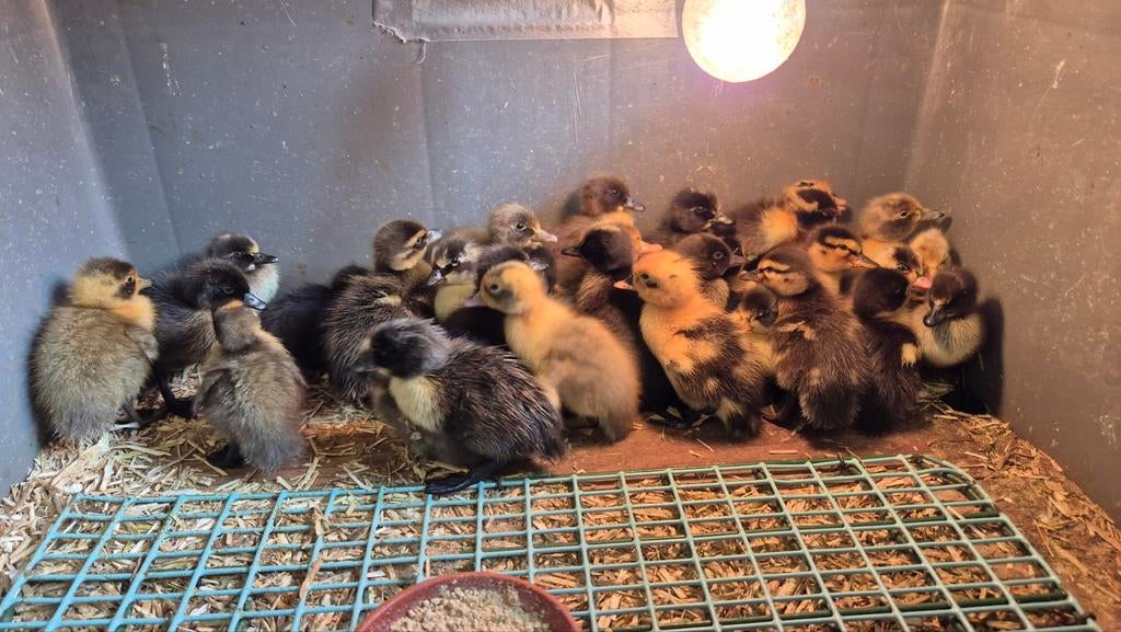 Jonge eendjes, Meerdere dieren, Eend