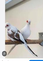 Gezocht bonte diamantduifjes  duivin, Meerdere dieren
