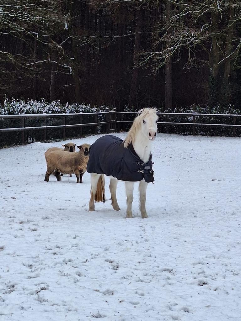 Mooie prinsessen pony, Merrie, Zadelmak, A pony (tot 1.17m), 3 tot 6 jaar