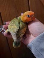 Agapornis Fischeri Dwergpapegaai, Geslacht onbekend, Dwergpapegaai of Agapornis, Geringd