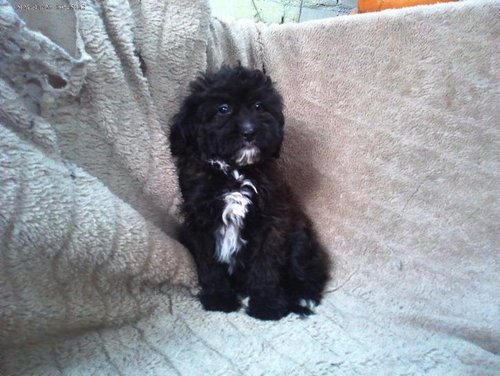 mini labradoodle, Dieren en Toebehoren, Honden | Chihuahua's en Gezelschapshonden, Meerdere dieren, Poedel, Particulier, Meerdere