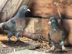 2 prachtige jonge Takla Miro duiven, Dieren en Toebehoren, Mannelijk, Kip