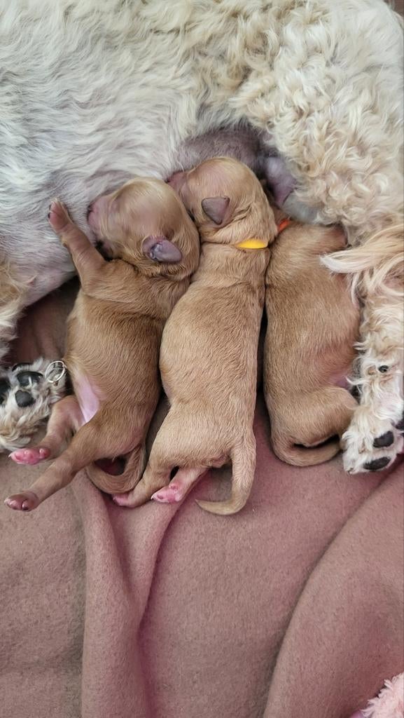 Maltipoo pups 21/4 geboren, Overige rassen, 8 tot 15 weken, Meerdere, Meerdere dieren