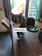 Lapjes poes, Dieren en Toebehoren, Katten en Kittens | Overige Katten, Poes