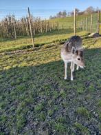 Damhertje te koop, Juni, Mannelijk