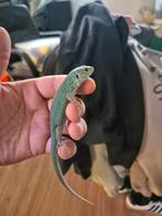 Lacerta agilis exigua NK2025, Dieren en Toebehoren, Hagedis
