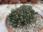 Caudex Euphorbia Planiceps herkomst uit Zuid Afrika pot 20cm, Overige soorten, In pot, Minder dan 100 cm, Bloeiende kamerplant