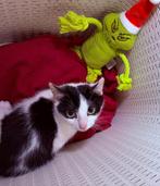 Mooie britse korthaar x kittens, Dieren en Toebehoren, Katten en Kittens | Overige Katten, Meerdere dieren, Kortharig, 0 tot 2 jaar