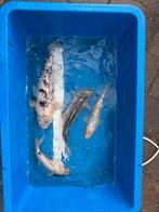 Koi karpers, Dieren en Toebehoren, Vissen | Vijvervissen