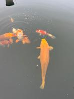 Japanse Koi’s, Dieren en Toebehoren