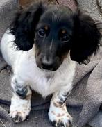 Langhaar dwerg teckeltje reutje, Dieren en Toebehoren, Honden | Teckels en Dashonden, Reu, CDV (hondenziekte), 8 tot 15 weken