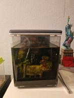 Nano aquarium, Dieren en Toebehoren, Vis