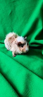 Jonge cavia's langhaar Peruviaanse, Dieren en Toebehoren, Cavia, Mannelijk, Januari, Tam