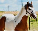Prachtige 5 jarige western pony, Dieren en Toebehoren, Pony's, E pony (1.48m - 1.57m), B, Ruin, 3 tot 6 jaar