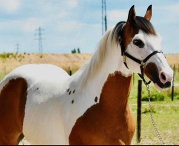 Prachtige 5 jarige western pony  beschikbaar voor biedingen