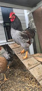 Bleu de Landes haan (dubbeldoelras), Dieren en Toebehoren, Pluimvee, Mannelijk, Kip