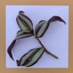 2. tradescantia zebrina €0,50, Huis en Inrichting, Ophalen of Verzenden, Overige soorten, Minder dan 100 cm