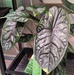 Alocasia Dragon Scale grote plant!, Huis en Inrichting, Kamerplanten, Ophalen of Verzenden, Halfschaduw, Minder dan 100 cm