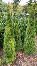 Thuja occ. Smaragd, Ophalen, Conifeer, 100 tot 250 cm