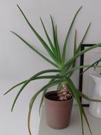 Aloe vera, Huis en Inrichting, Kamerplanten, Minder dan 100 cm, Halfschaduw, In pot, Ophalen