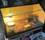 Terrarium, Dieren en Toebehoren, Ophalen, Zo goed als nieuw, Terrarium of Paludarium