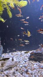 Guppies, Vis