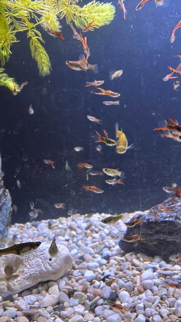 Guppies beschikbaar voor biedingen