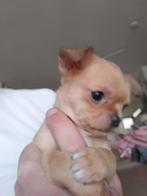 Chihuahua pups zoeken gezellig huisje, Dieren en Toebehoren, Honden | Chihuahua's en Gezelschapshonden, Rabiës (hondsdolheid)