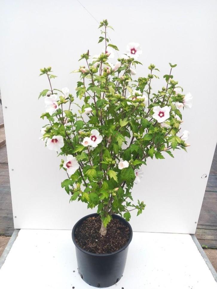 Hibiscus syriacus 'Red Heart'❣️🍀, Tuin en Terras, Planten | Struiken en Hagen, Overige soorten, Minder dan 100 cm, Ophalen
