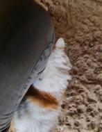 Mooie langharige maine coon kater, Dieren en Toebehoren, Kater, Ontwormd, 0 tot 2 jaar