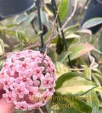 Hoya stekjes: Vertillatica Yangzhi, Endauensis etc., Huis en Inrichting, Kamerplanten, Ophalen of Verzenden, Halfschaduw, Minder dan 100 cm