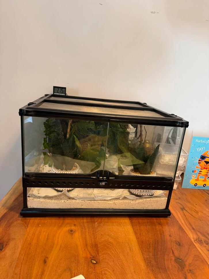 Terrarium - Proffesioneel - met warmtelamp en thermometer, Dieren en Toebehoren, Reptielen en Amfibieën | Toebehoren, Zo goed als nieuw