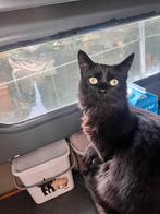 Moby maine coon x huiskat, Kater, Ontwormd, 0 tot 2 jaar