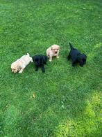 Schitterende Raszuivere labrador pups(ouders Stamboom, Dieren en Toebehoren, Honden | Retrievers, Spaniëls en Waterhonden, Rabiës (hondsdolheid)