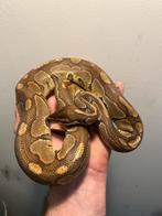 1.0 Bongo Enchi het Hypo PB, Dieren en Toebehoren, Reptielen en Amfibieën, Slang, Tam, 3 tot 6 jaar