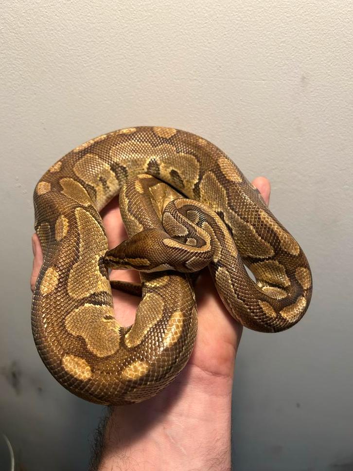 1.0 Bongo Enchi het Hypo PB, Dieren en Toebehoren, Reptielen en Amfibieën, Slang, 3 tot 6 jaar, Tam