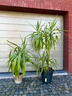 Kamerplanten, Ophalen of Verzenden, Halfschaduw, Minder dan 100 cm