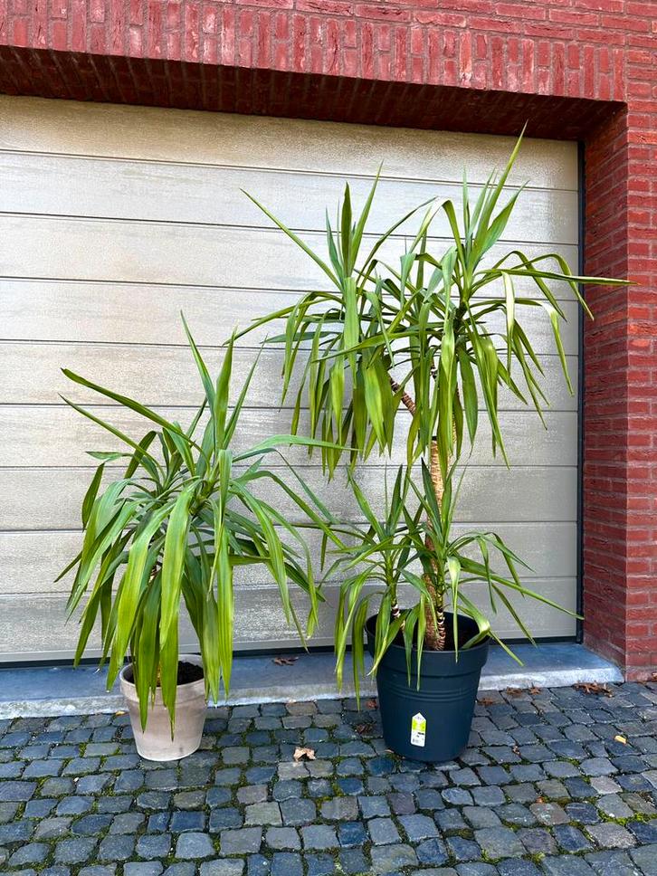 Kamerplanten, Huis en Inrichting, Kamerplanten, Minder dan 100 cm, Halfschaduw, Ophalen of Verzenden