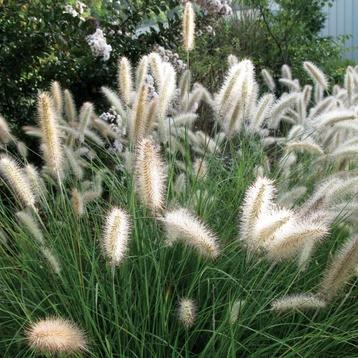 Pennisetum Cassian - siergras beschikbaar voor biedingen