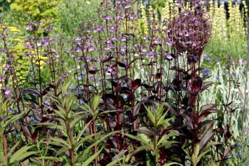 Penstemon digitalis 'Joke' beschikbaar voor biedingen