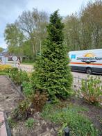 thuja occidentalis (De boompje op de foto), Ophalen, Bloeit niet, Halfschaduw, Overige soorten