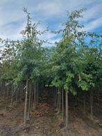 Quercus palustrus moeraseik bomen in verschillende maten, Tuin en Terras, Ophalen of Verzenden, Volle zon, Overige soorten